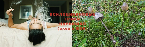 шишки Новодвинск